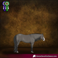 Horse Color:Grullo Splash