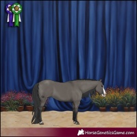Horse Color:Grullo Splash 