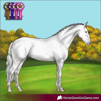 Horse Color:Gray Silver Amber Champagne Appaloosa 