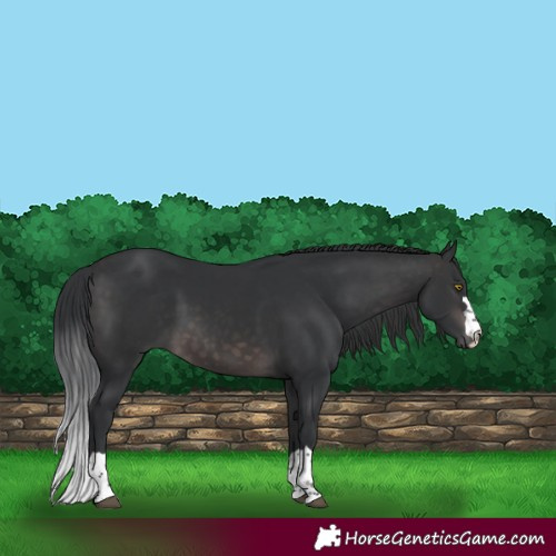 Horse Color:Platinum Brown