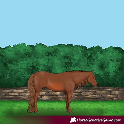 Horse Color:Chestnut Rabicano 