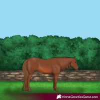Horse Color:Chestnut Rabicano 