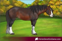 Horse Color:Brown Splash 