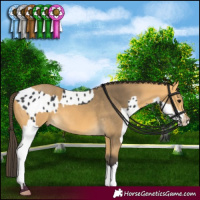 Horse Color:Black Splash Appaloosa  and Buckskin Mushroom 