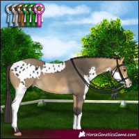 Horse Color:Black Splash Appaloosa  and Buckskin Mushroom 