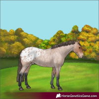 Horse Color:Bay Roan Appaloosa 