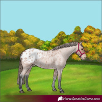 Horse Color:Bay Roan Appaloosa