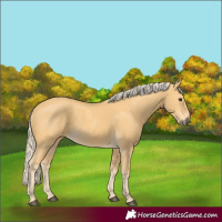 Horse Color:Palomino 