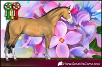 Horse Color:Buckskin Splash 