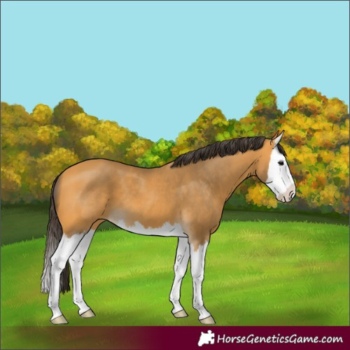 Horse Color:Buckskin Splash 