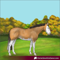 Horse Color:Buckskin Splash 
