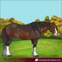 Horse Color:Bay Splash 