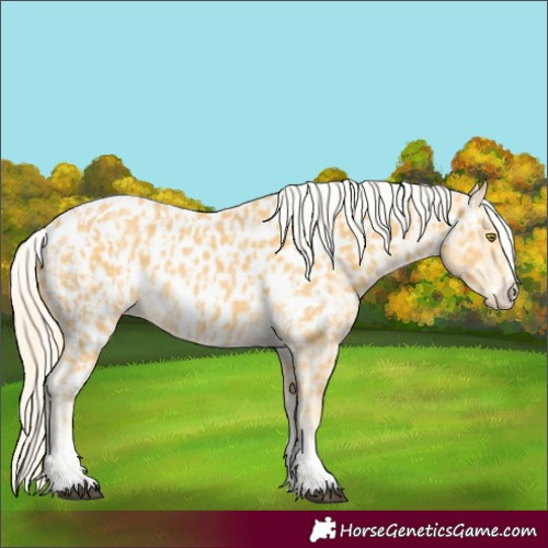 Horse Color:Palomino Appaloosa and Palomino Appaloosa Rabicano