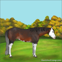 Horse Color:Brown Splash 