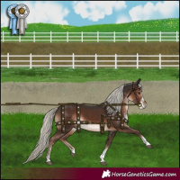 Horse Color:White Spotted Liver Chestnut Mushroom 