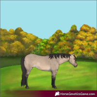 Horse Color:Brown Dun 