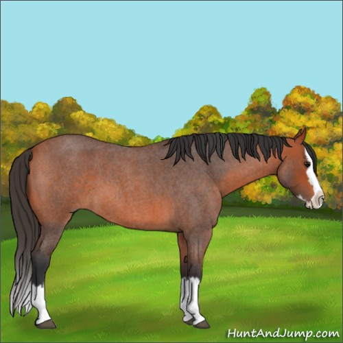Horse Color:Bay Roan Splash 
