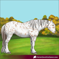 Horse Color:Amber Champagne Sabino Tobiano Leopard  and Amber Champagne Sabino Tobiano Leopard 
