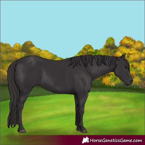 Horse Color:Smoky Black 