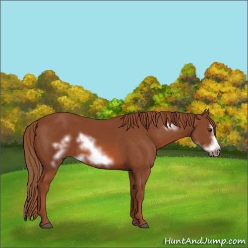 Horse Color:Chestnut Frame