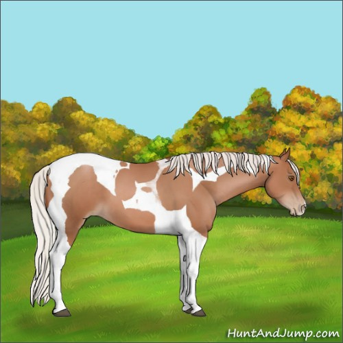 Horse Color:Silver Black Pearl Tobiano 