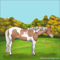 Horse Color:Silver Black Pearl Tobiano 