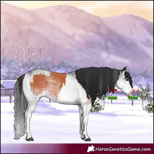 Horse Color:White Spotted Bay Splash  and White Spotted Black Splash 