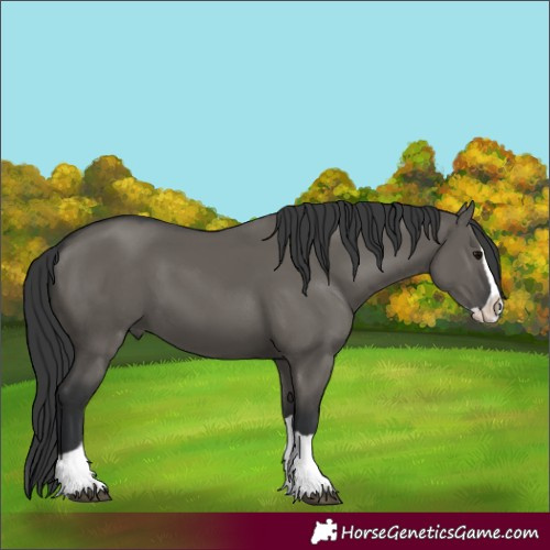 Horse Color:Grullo Splash 