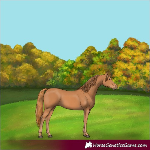 Horse Color:Chestnut 