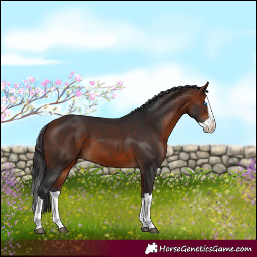 Horse Color:Bay Splash 