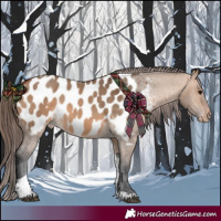 Horse Color:Bay Dun Tobiano Appaloosa