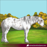 Horse Color:Brown Sabino Appaloosa 