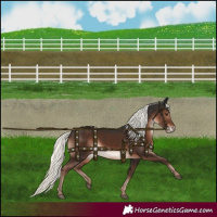 Horse Color:Liver Chestnut Mushroom 