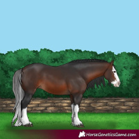 Horse Color:Brown Splash 
