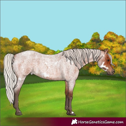 Horse Color:White Spotted Silver Brown Roan 