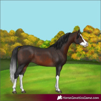 Horse Color:Brown Splash