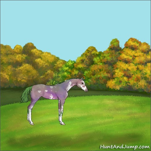 Horse Color:Watercolor Bay Sabino 