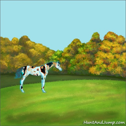 Horse Color:Thunderstruck Bay Onyx Sabino Tobiano 