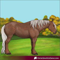 Horse Color:Silver Black Rabicano 