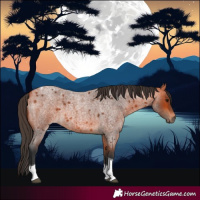 Horse Color:Bay Roan Tobiano 