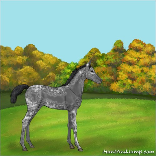 Horse Color:Black Ice 