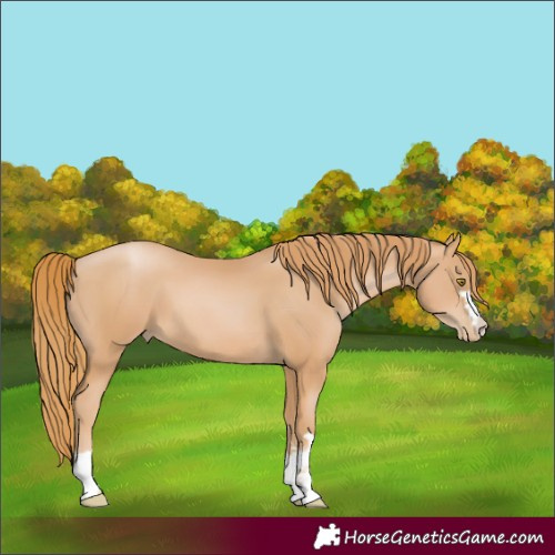 Horse Color:Chestnut Pearl 