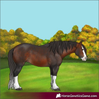 Horse Color:Bay Splash 