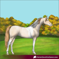 Horse Color:Buckskin Roan Pearl Tobiano