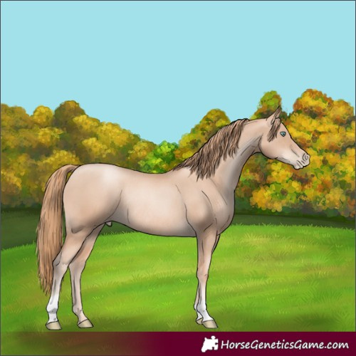 Horse Color:Gold Champagne Pearl Rabicano 