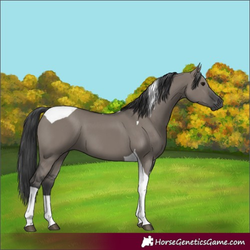 Horse Color:Grullo Tobiano 