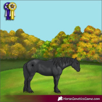 Horse Color:Black 