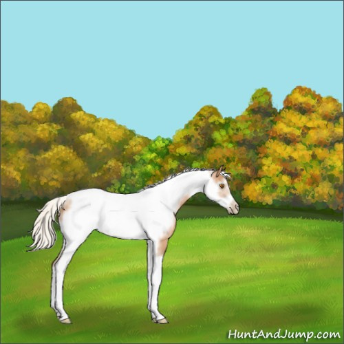 Horse Color:Silver Black Pearl Tobiano Frame 
