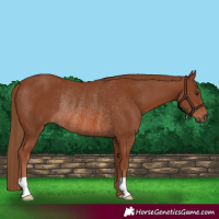 Horse Color:Chestnut Rabicano