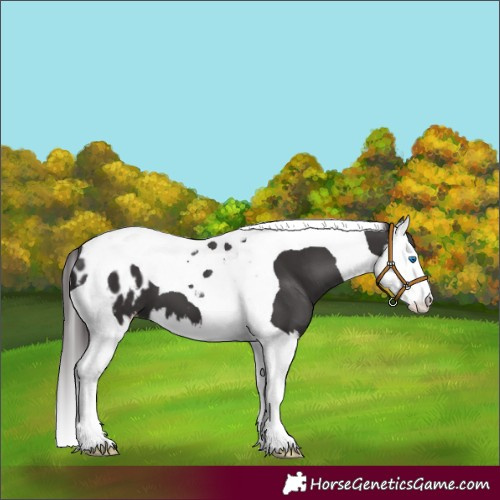 Horse Color:Smoky Black Splash Tobiano Appaloosa 